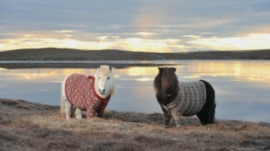 You are the cardigan to my shetland pony. The shetland pony might be able to exist without a cardigan, but the pony will be far, far poorer for its lack. 
